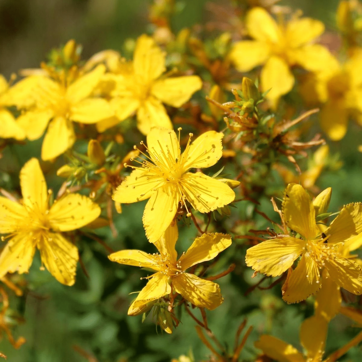 Des images de diff�rentes plantes